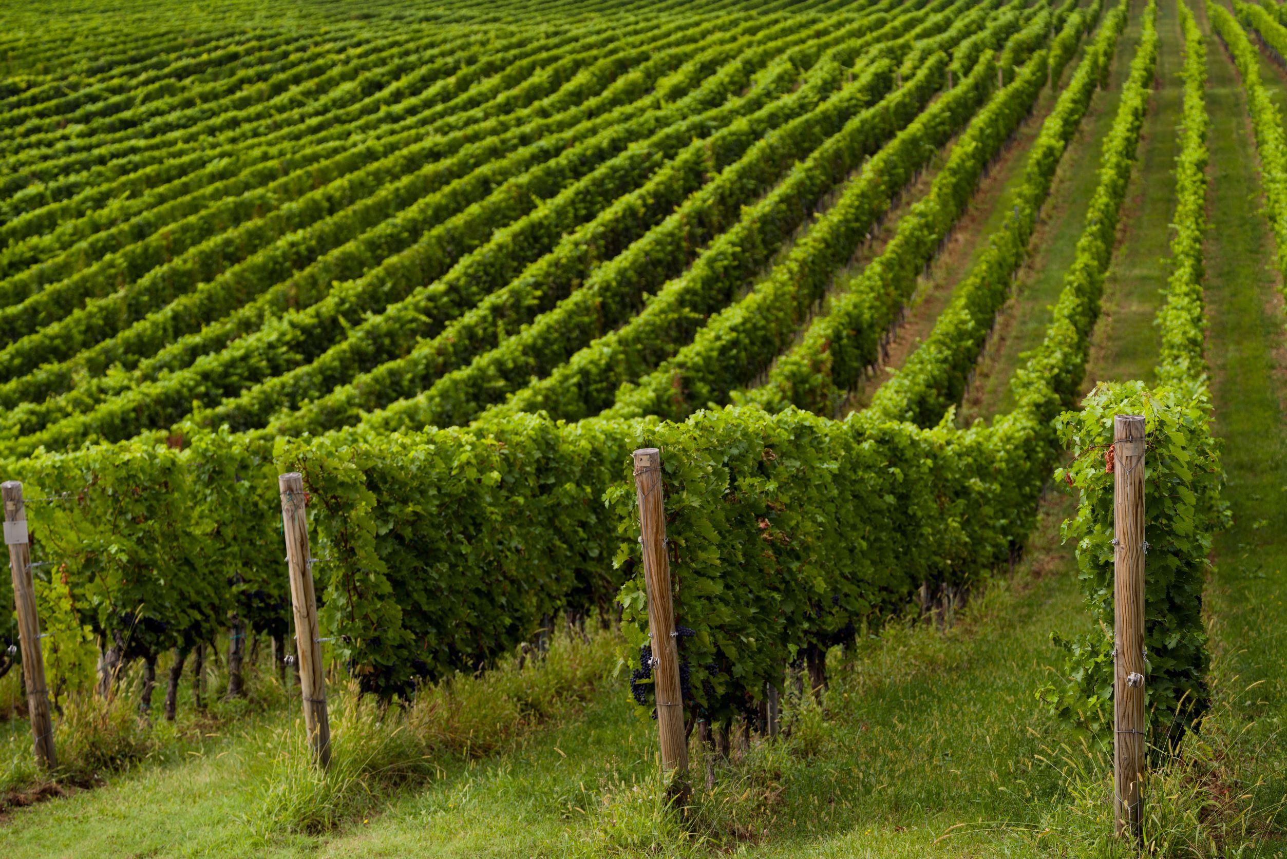 Itt kezdődik egy bor "élete" - szőlőültetvény Magyarországon 