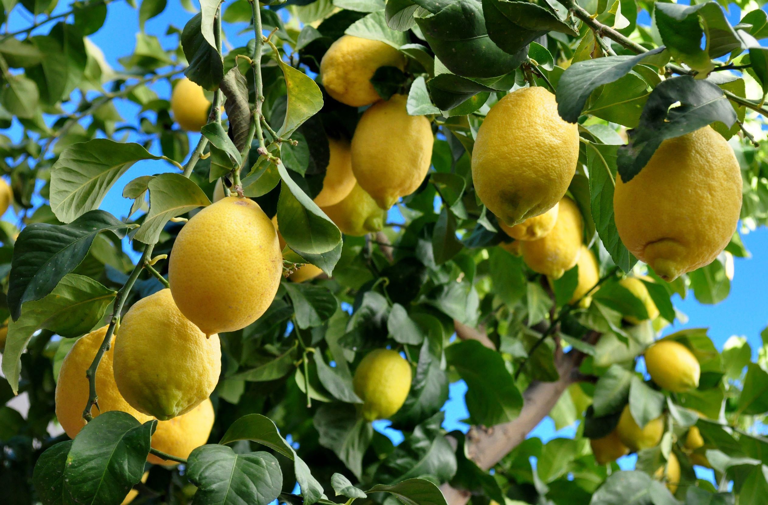 Magyarországon is megterem a citrom