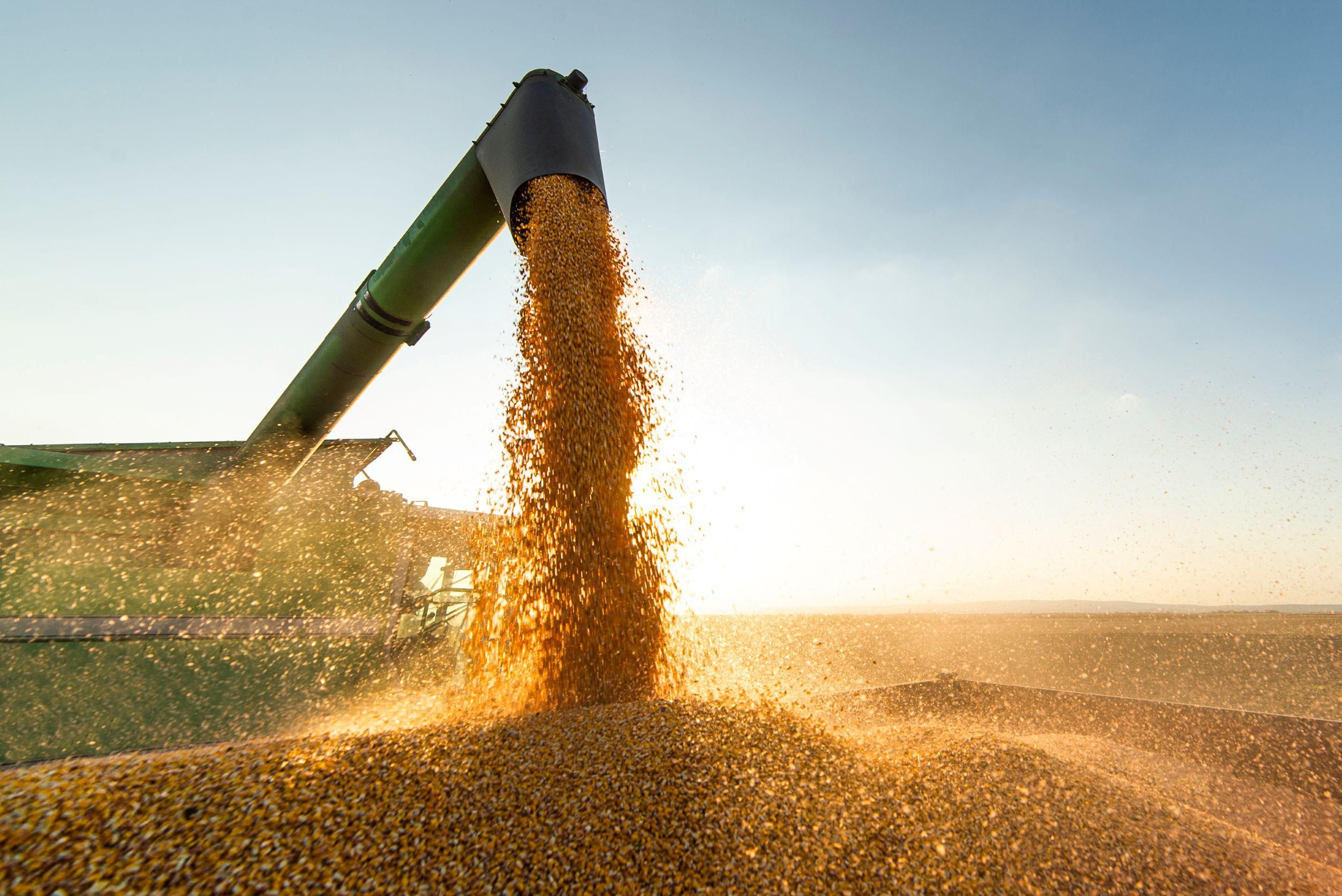 Maradhatnak a magas árak a gabonapiacon