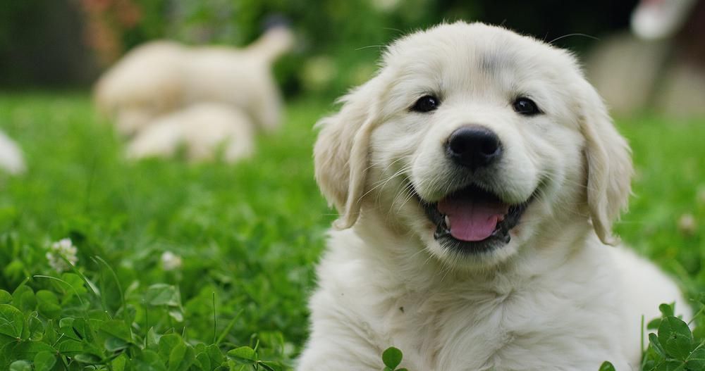 Golden retriever kutyakölyök fekszik a zöld növényzetben, a háziállatok lassítják a demenciát