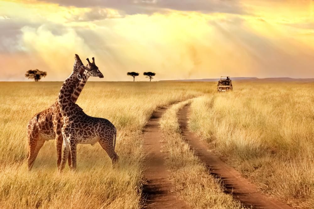 Zsiráfokat néznek emberek egy autóból egy afrikai szafarin, ez egy népszerű nyaralási úti cél