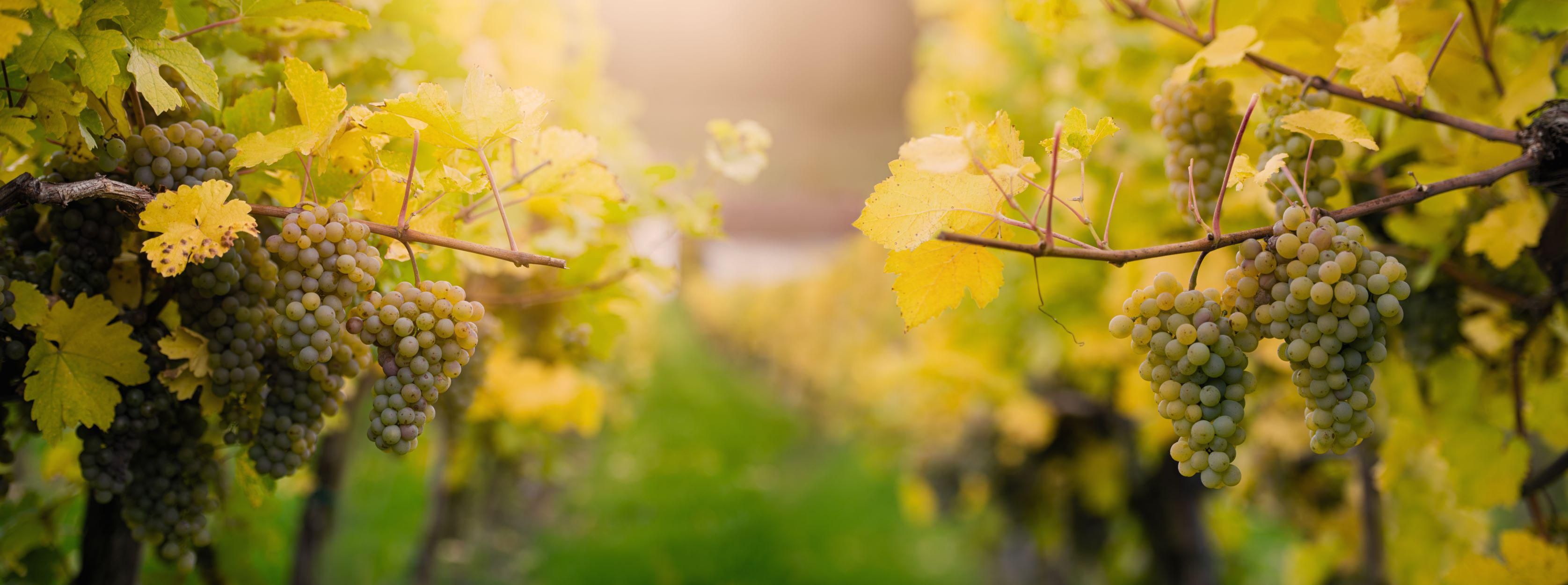 Jelentős borászati-szőlészeti projekt indult a Balaton-felvidéken