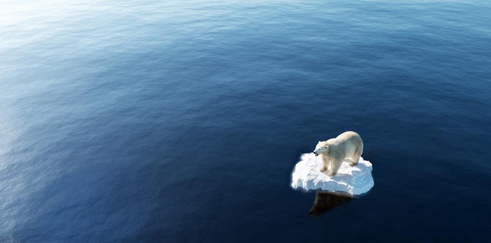 Jegesmedve kicsi jégtáblán a tenger közepén