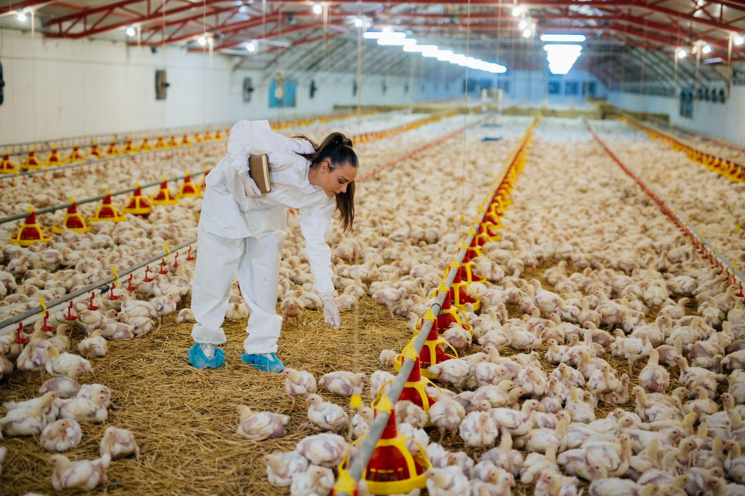 Két éve 4,8 millió baromfi végét jelentette hazánkban a madárinfluenza