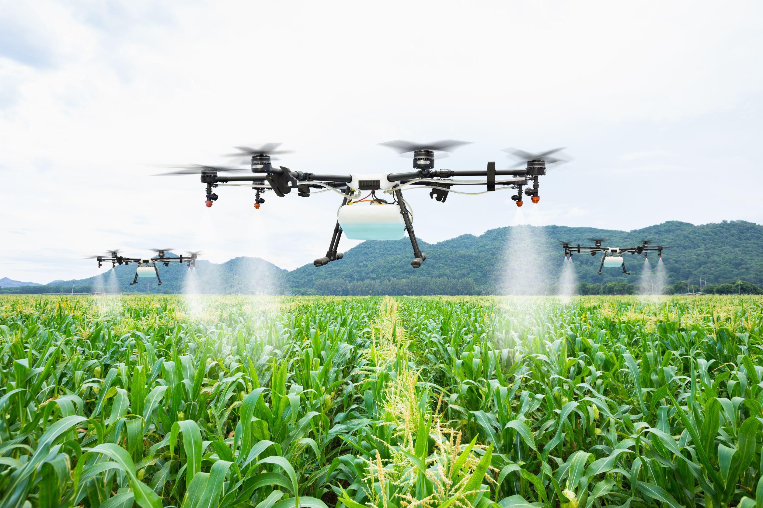 Mezőgazdasági drónok kukoricát permeteznek