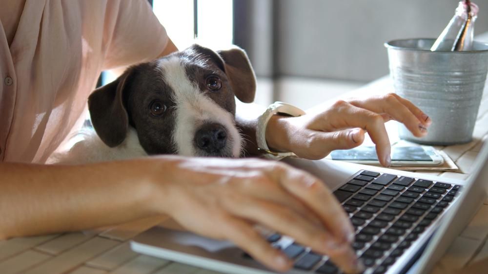 Laptop billentyűzete két kéz ölben foltos kutya
