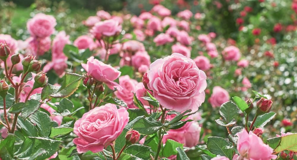 Rózsaszín rózsamező