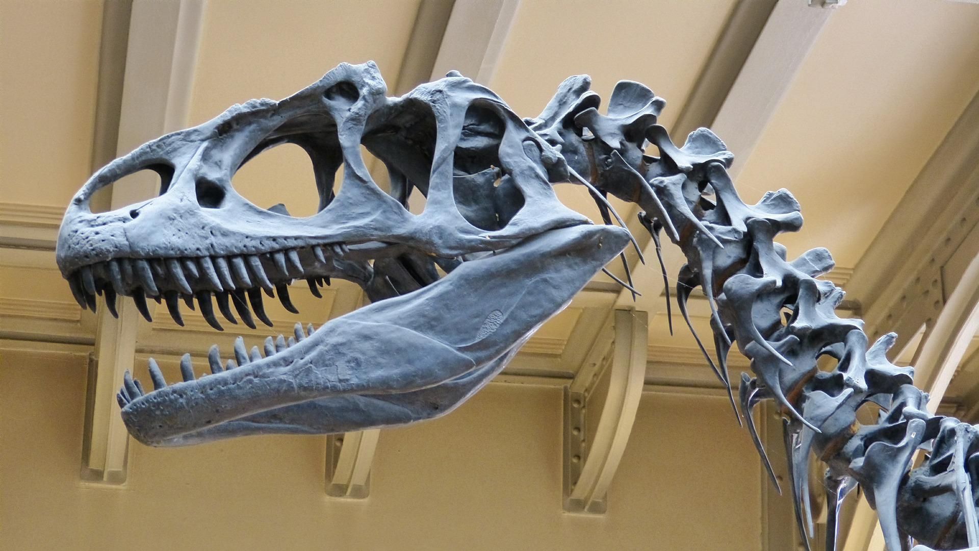 Dinoszaurusz csontváz feje egy múzeumban