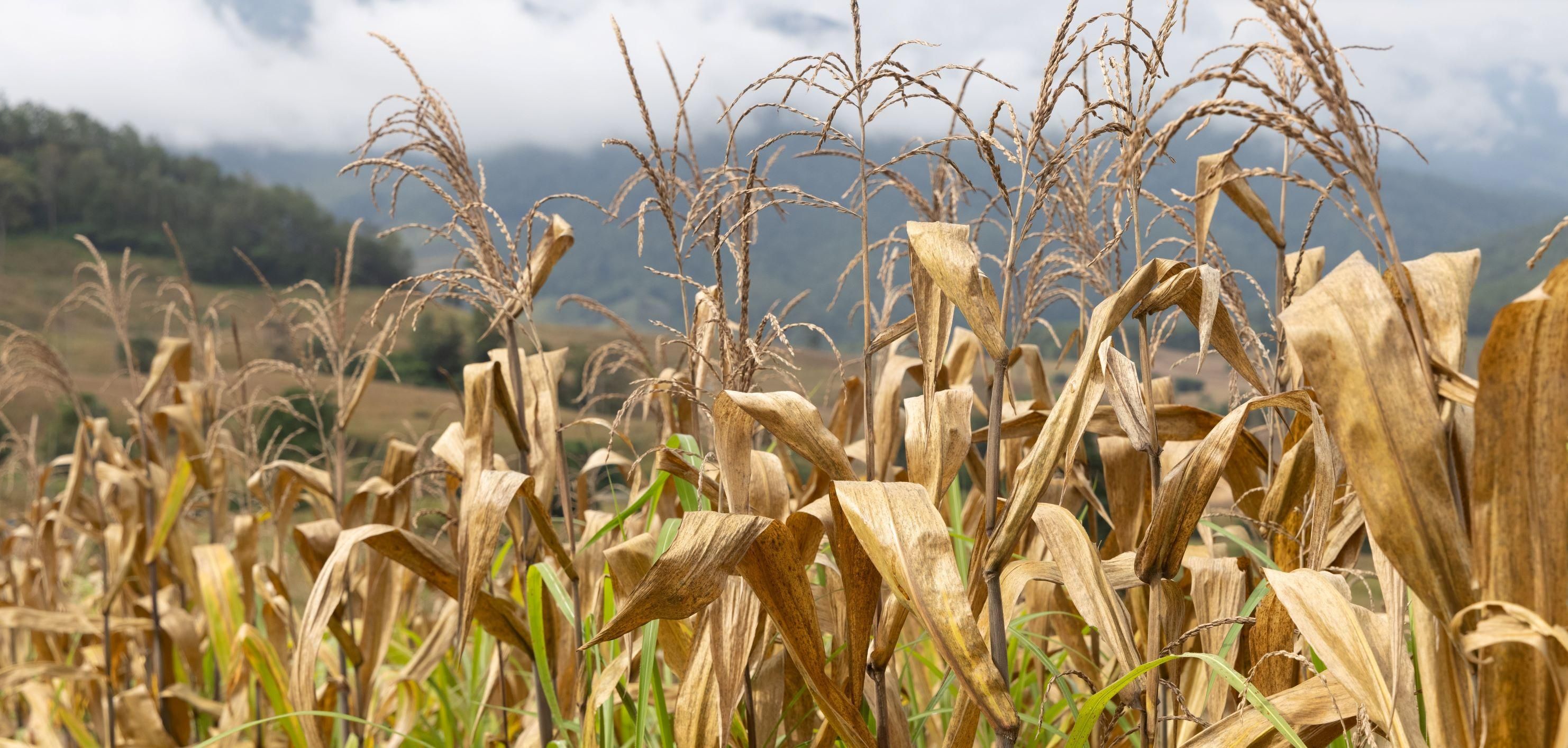 Egyre kisebb területen rentábilis a kukoricatermesztés Magyarországon