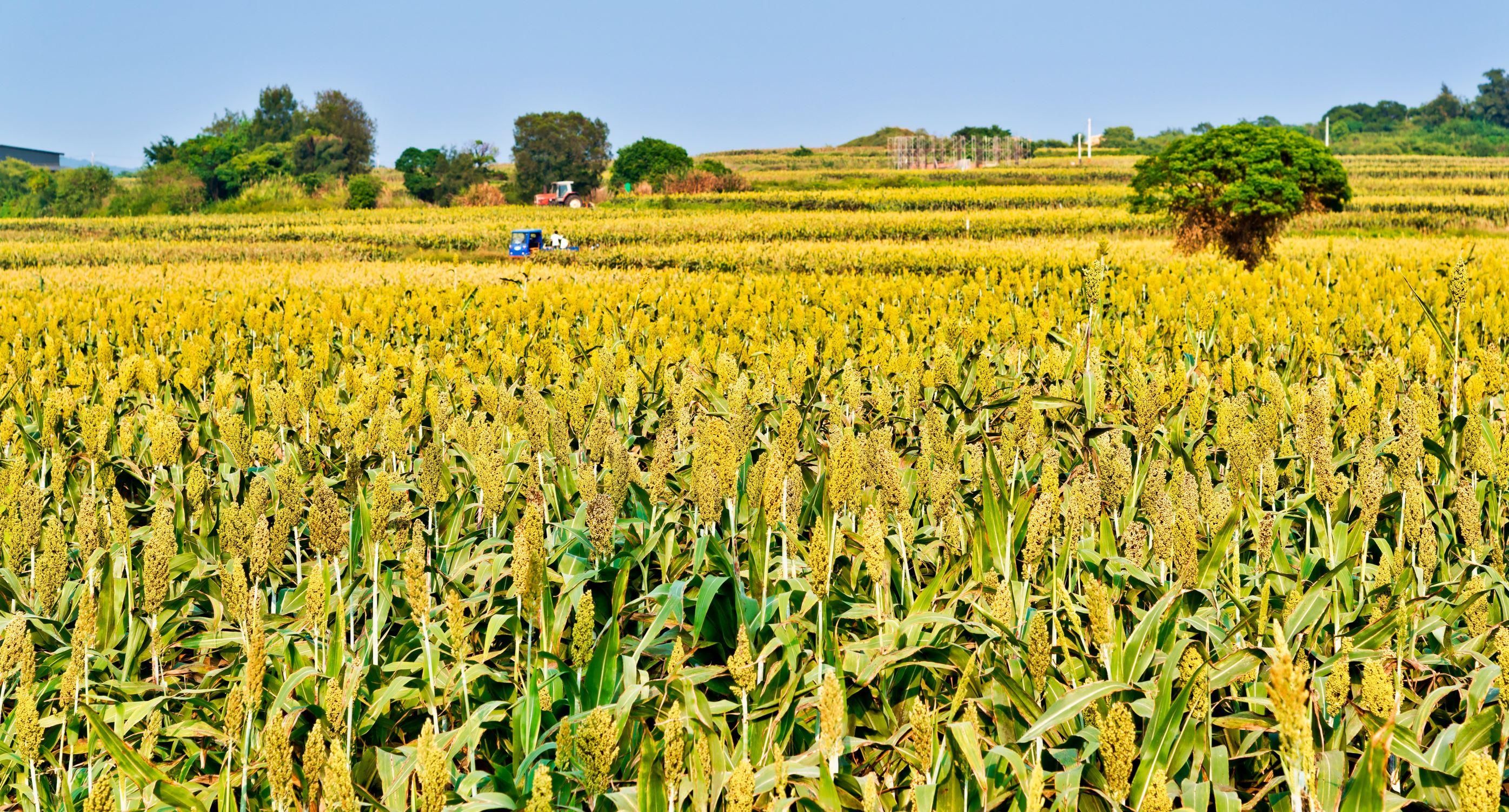 Néhol a kukorica helyét is átveheti szántóföldeken
