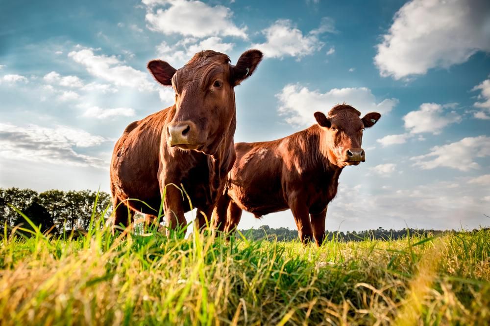 Két szép barna tehén bámul a világba a réten