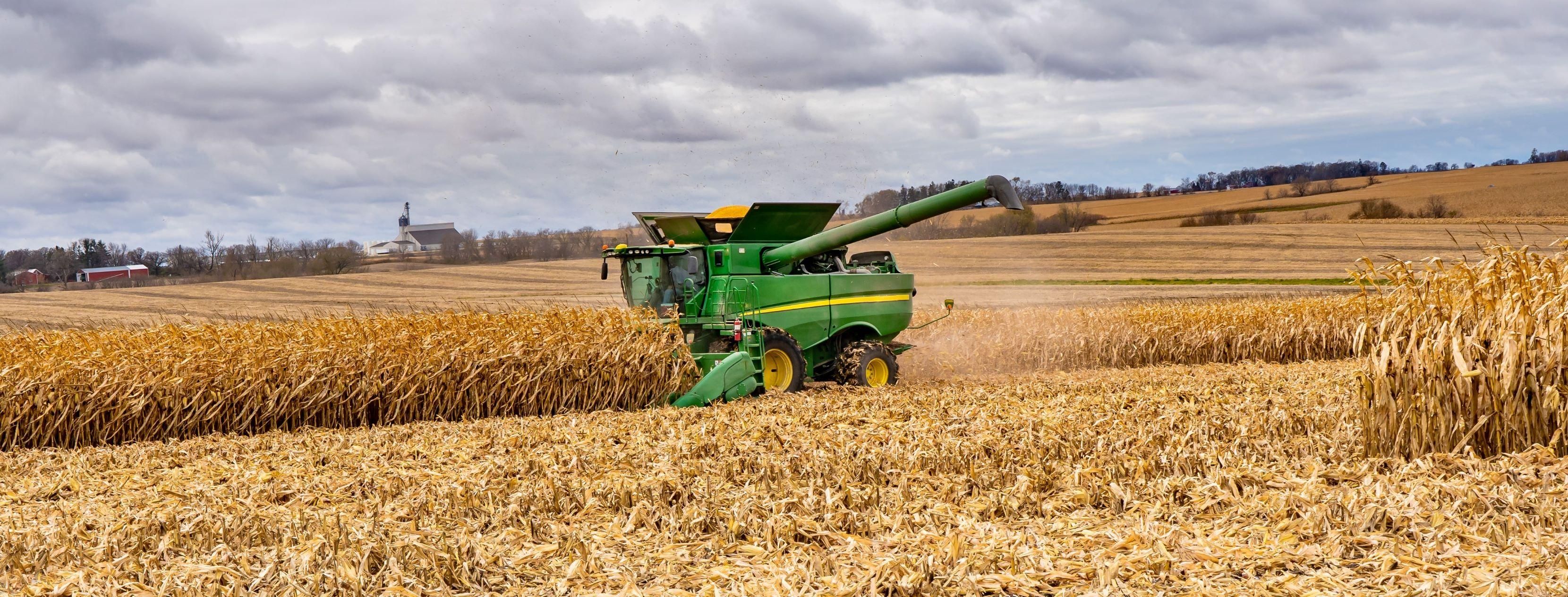 A kukorica betakarítása folyamatban van, bár sokfelé már a nyáron lesilózták