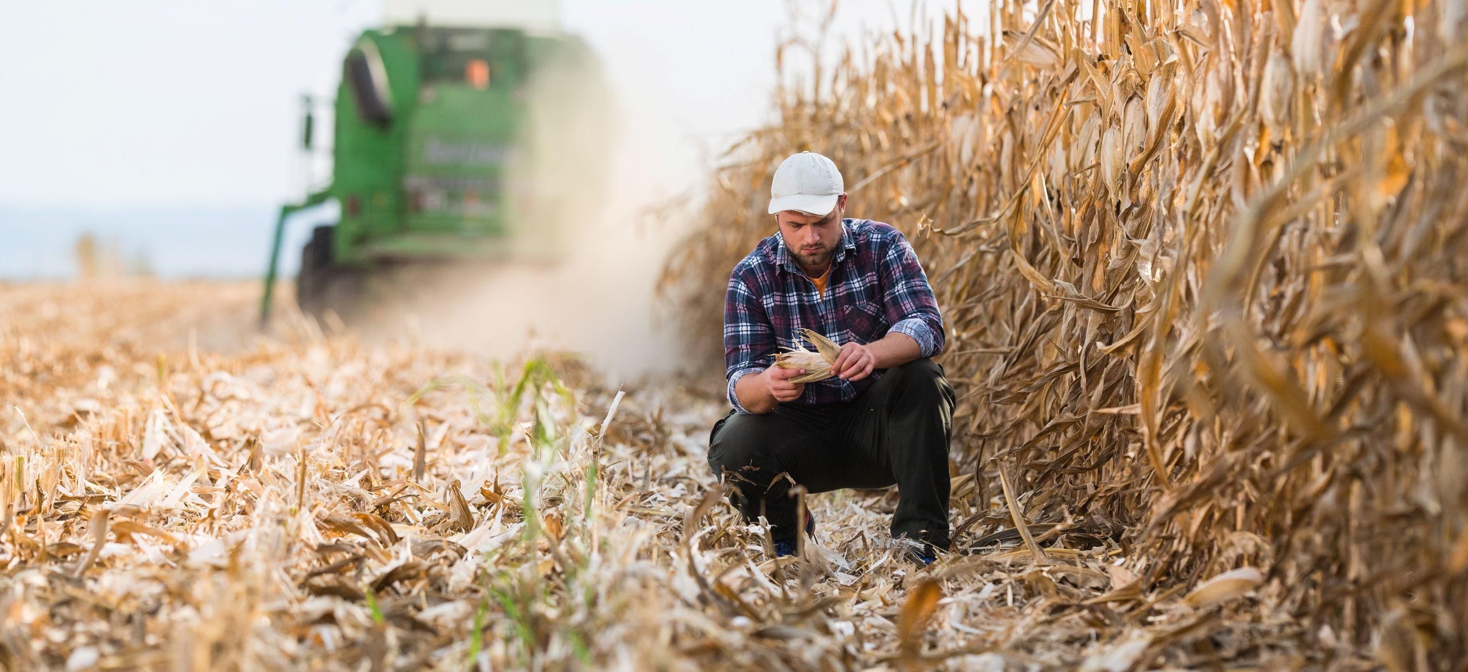 Kevesebb a hazai kukoricatermés, mint amennyire szükségünk van