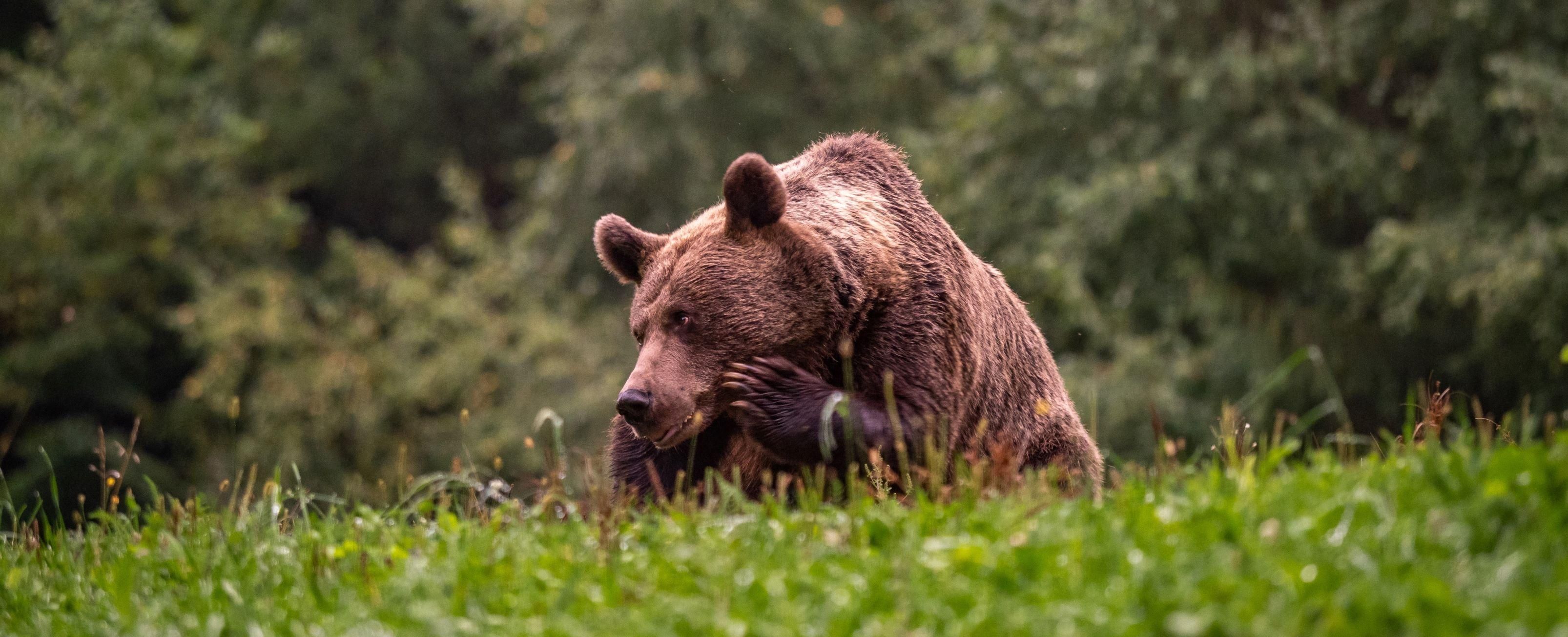 Beszűkülhet a román medvekakipiac