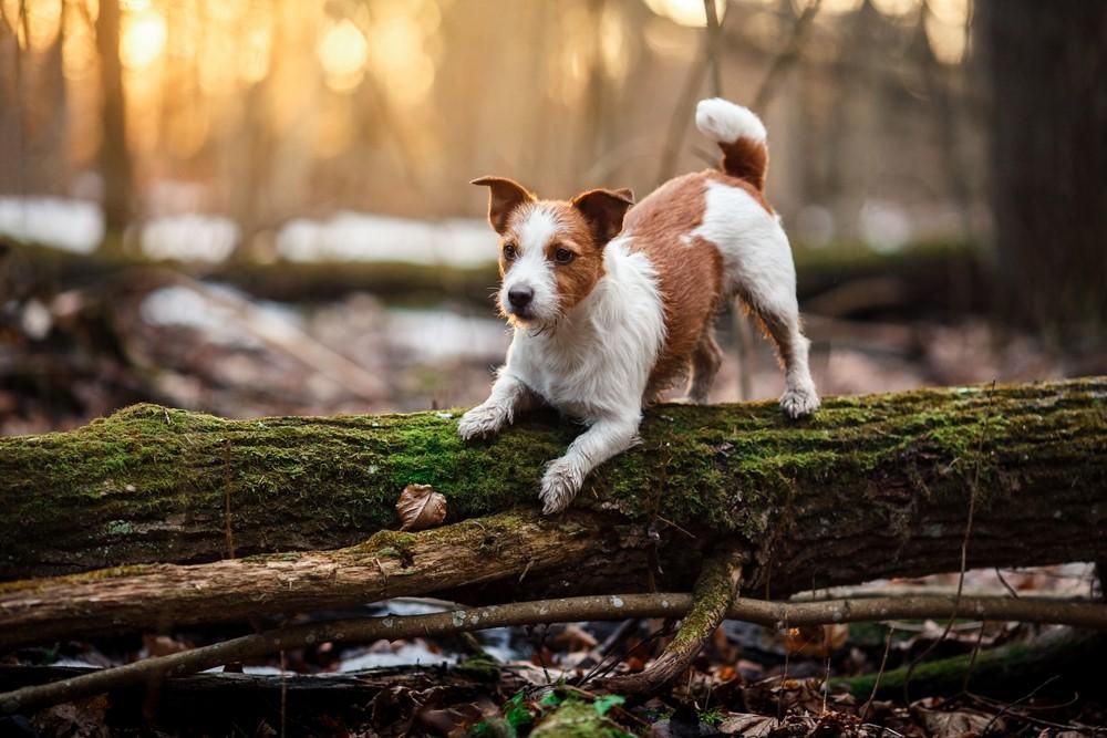 Egy kutya az erdőben