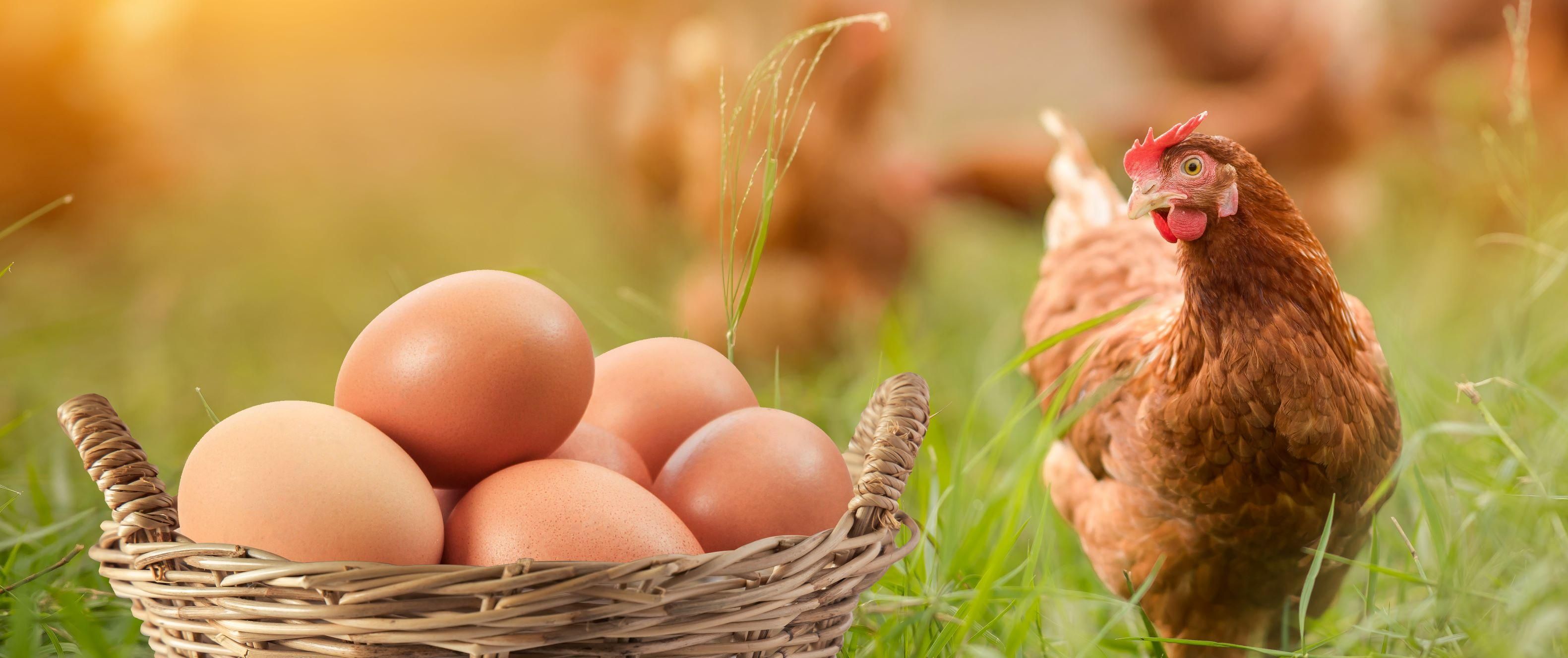 Az ukrajnai háború és a madárinfluenza is bekavart a baromfihús- és tojáspiacnak