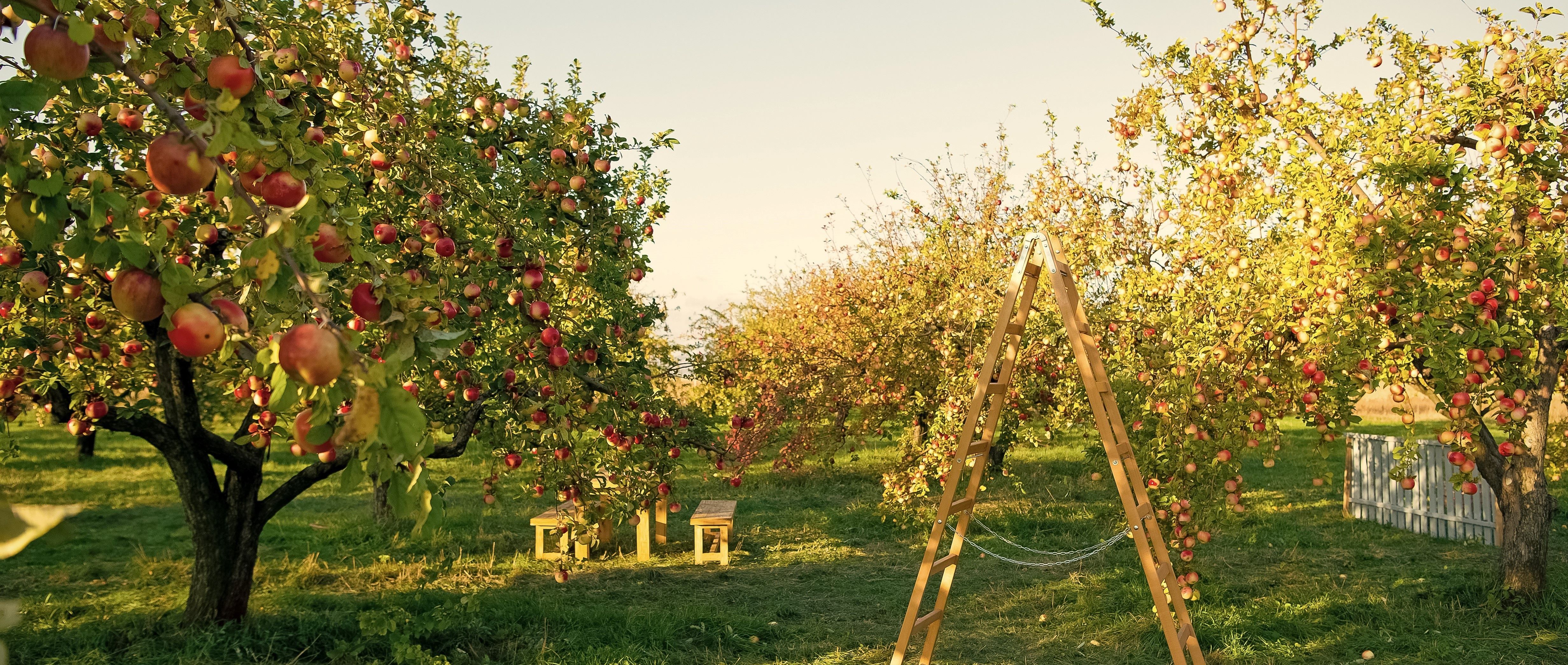 Nehéz éveken vannak túl a magyar almatermesztők is