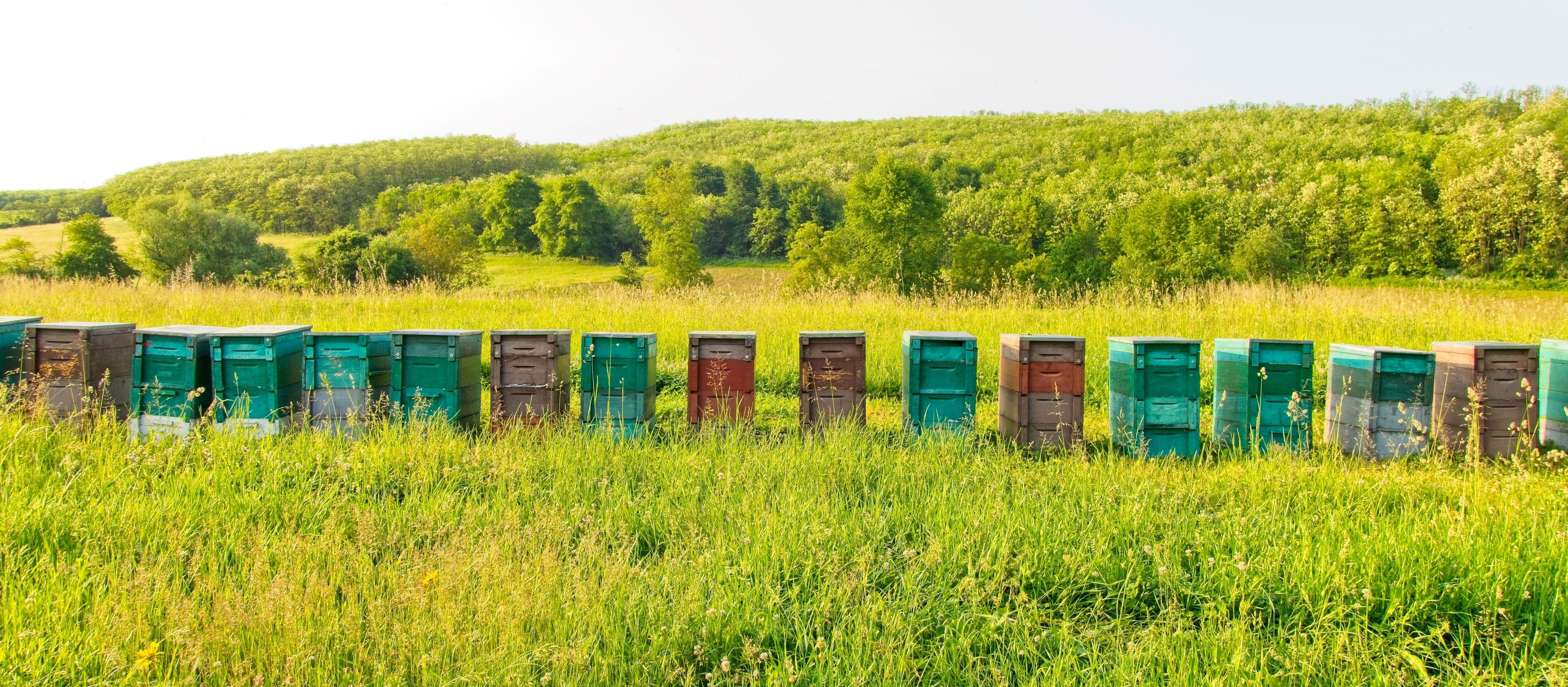Nem sok öröme lehet a magyar méhészeknek a mézpiacon manapság