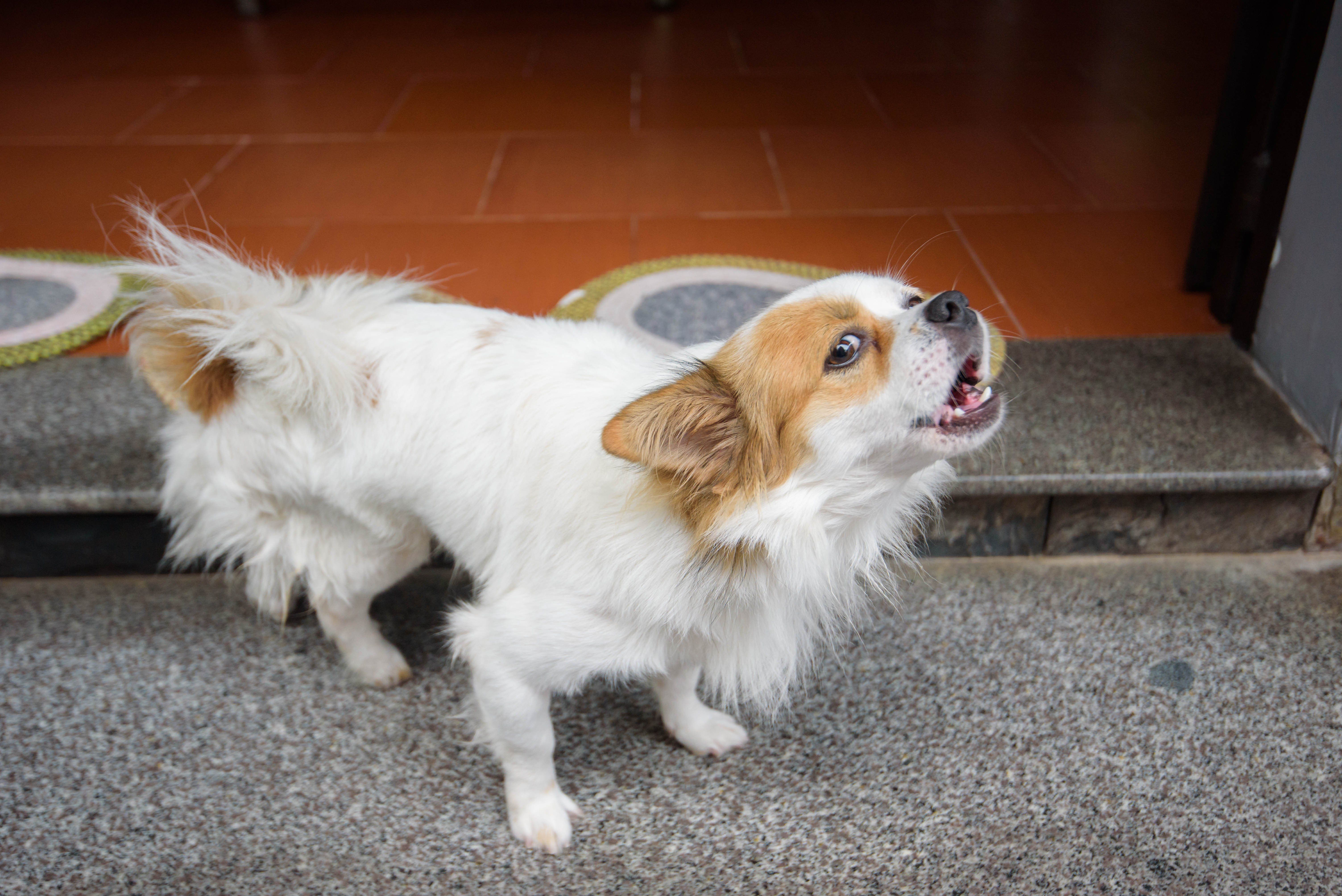 Állatkínzásért kapott fogházbüntetést egy hazai kutyatenyésztő