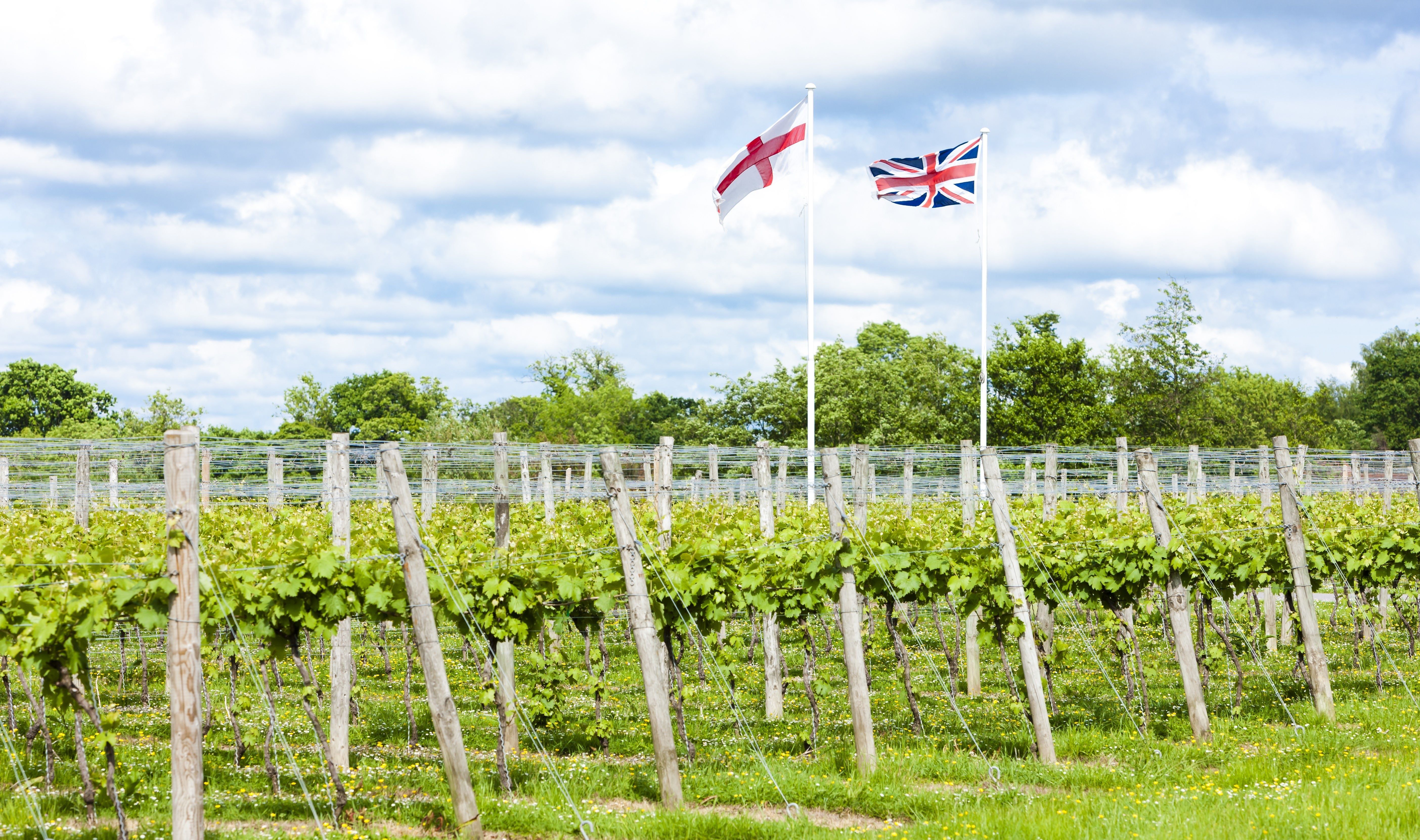 Már helyi Chardonnay-ből is készül bor az Egyesült Királyságban