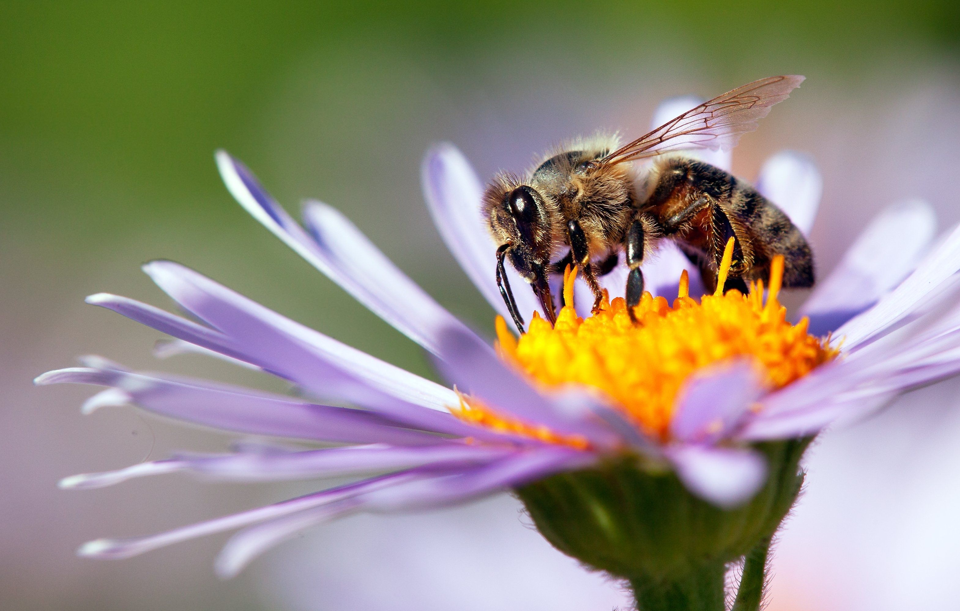 Méhek nélkül nincsen élet