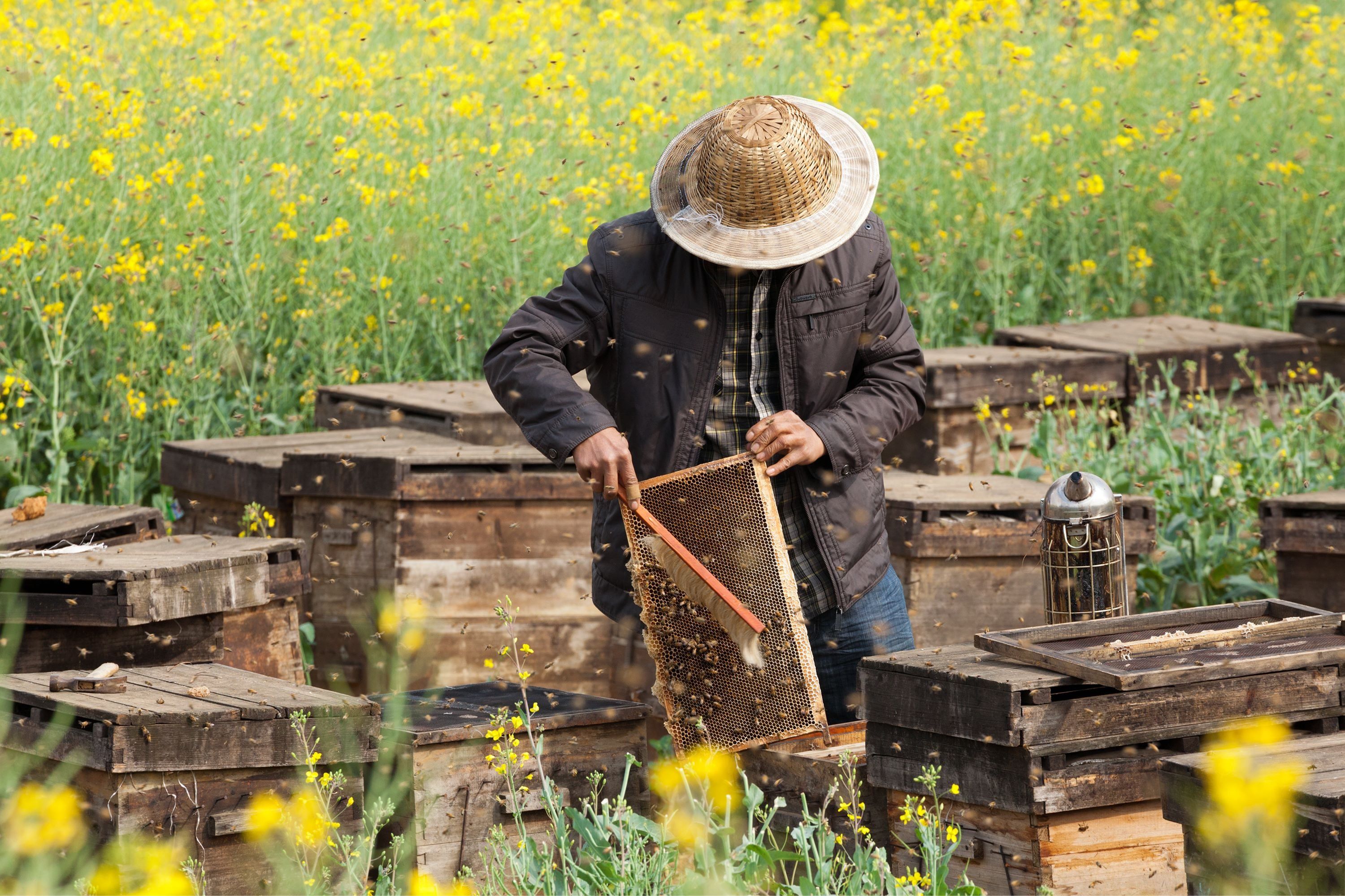 Magyar megoldás a hamisított méz kiszűrésére
