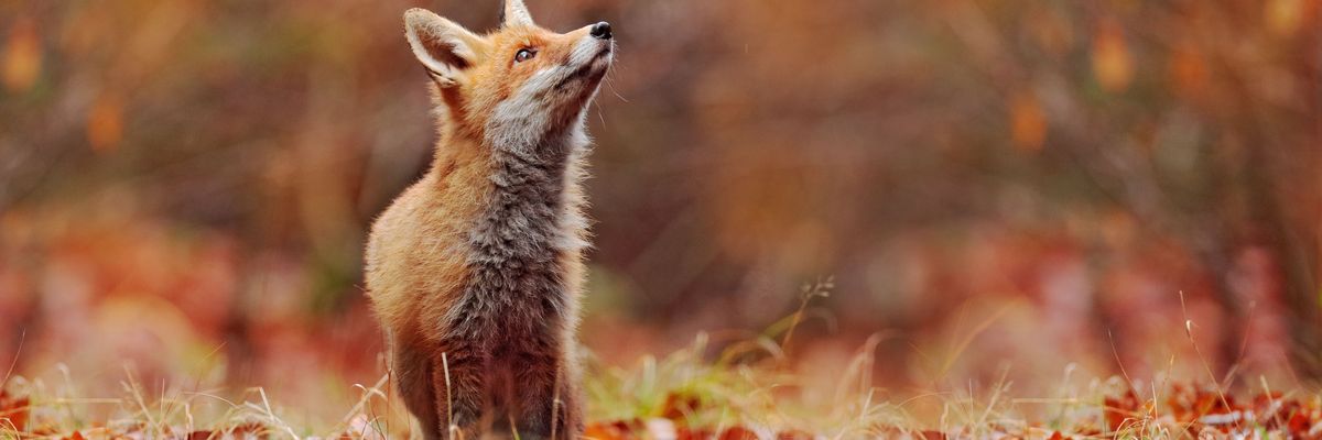 Indul a vörös rókák veszettség elleni immunizálása