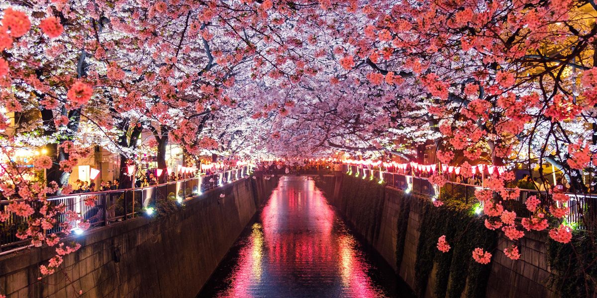 Japán cseresznyefák egy  csatorna  partján