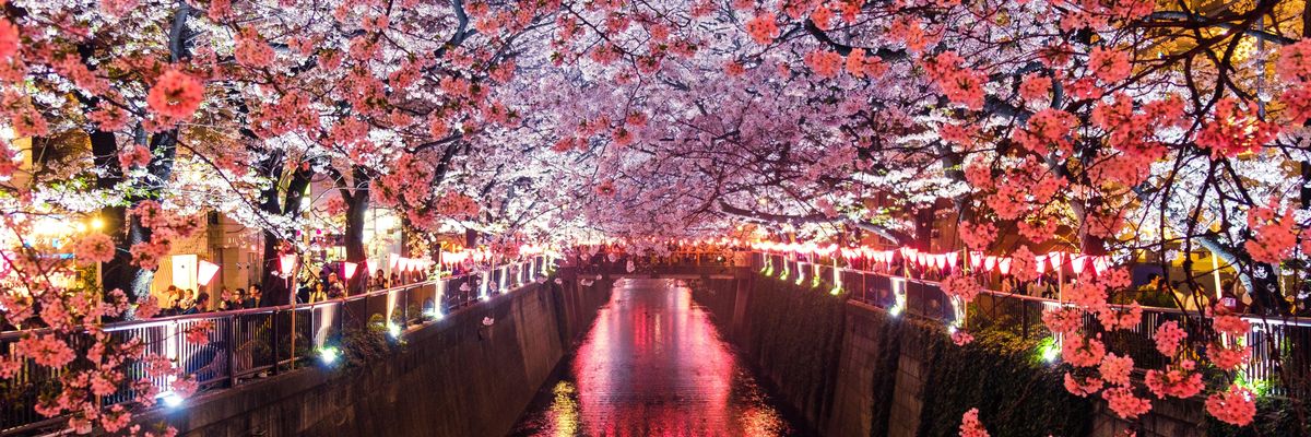 Japán cseresznyefák egy  csatorna  partján