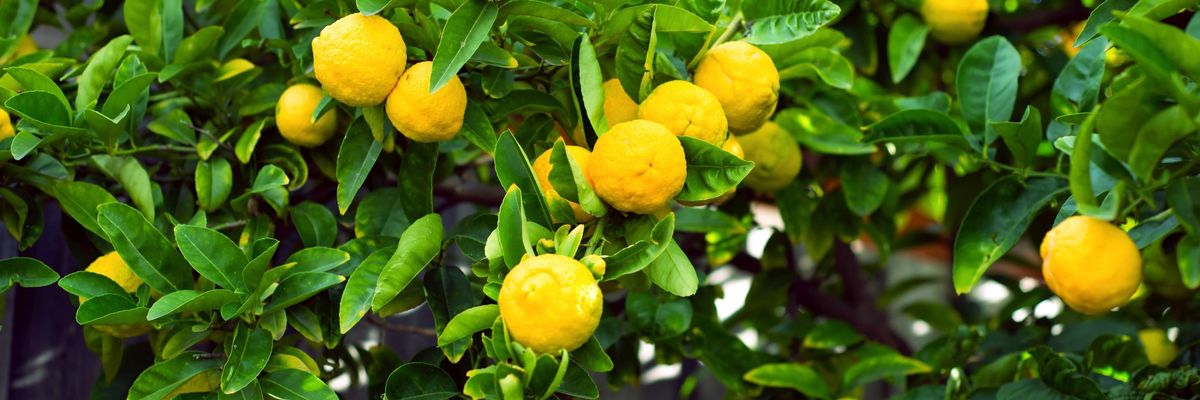 Javában tart a szüreti szezon az ország egyetlen citromültetvényén
