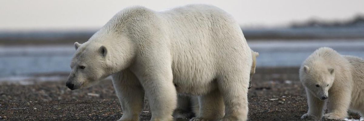 Jegesmedve és kölyke Alaszkában