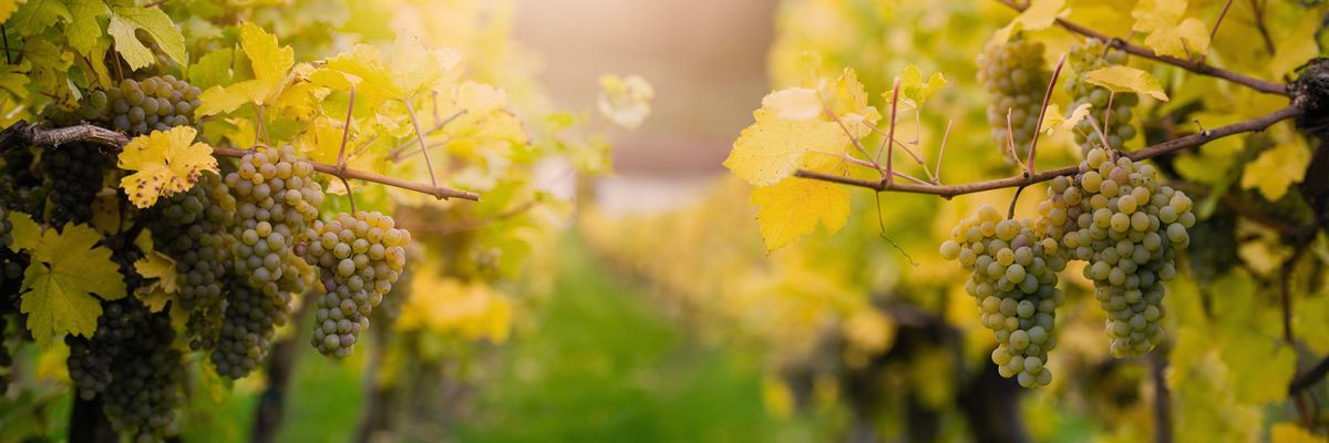 Jelentős borászati-szőlészeti projekt indult a Balaton-felvidéken