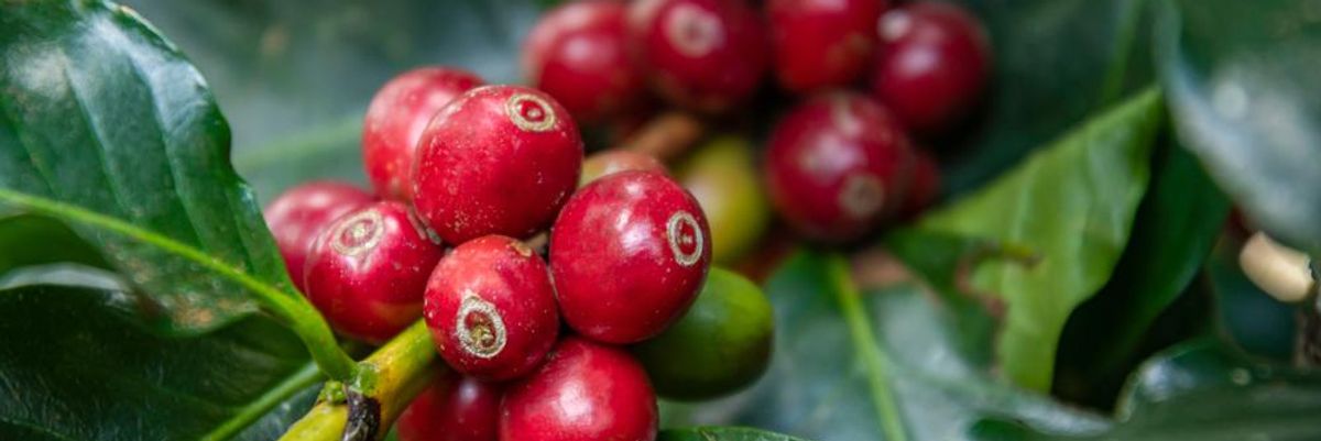 Kávécserje piros terméssel zöld levelekkel