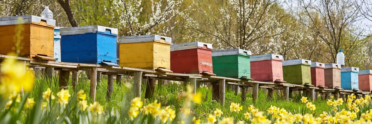 Kiderült, hol állnak a magyar méhcsaládok az uniós rangsorban