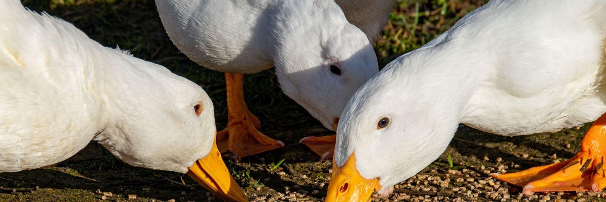 Legújabban kacsák estek áldozatul egy magyar gazdaságban a madárinfluenzának