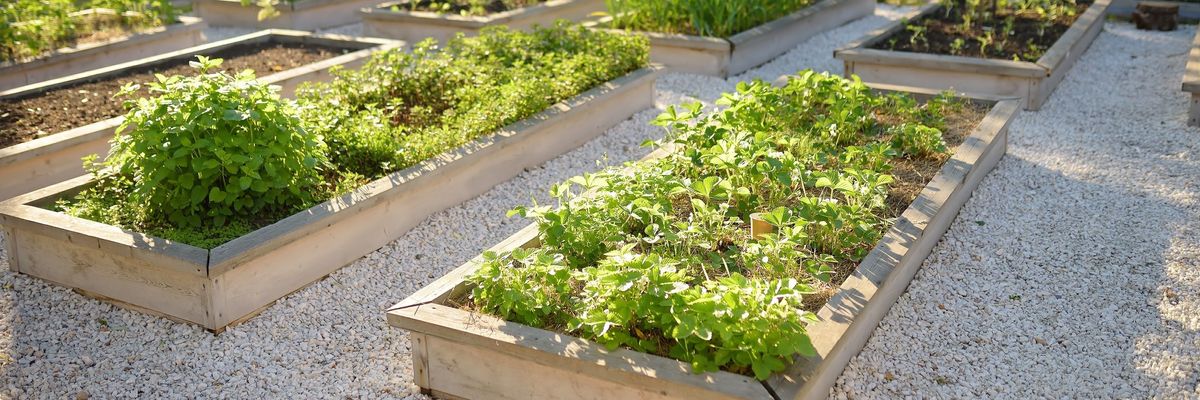 Lehetőség a városi kertészkedésre és a közösségépítésre