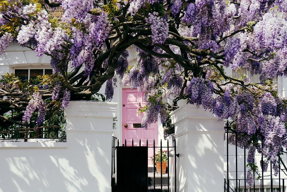 Rószaszínű bejárati autó lila virágú fa Londonban 