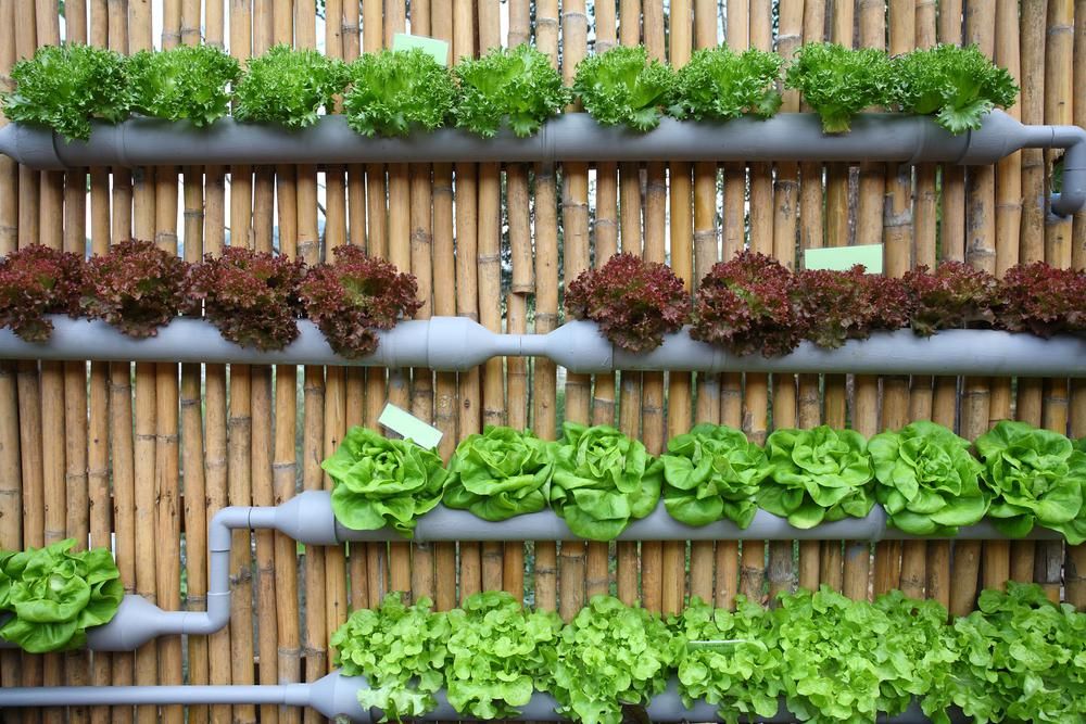 Zöld és barna saláták vertikálisan 