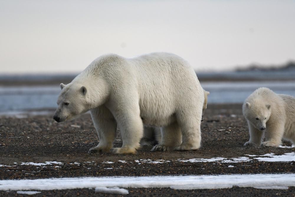 Jegesmedve és kölyke Alaszkában