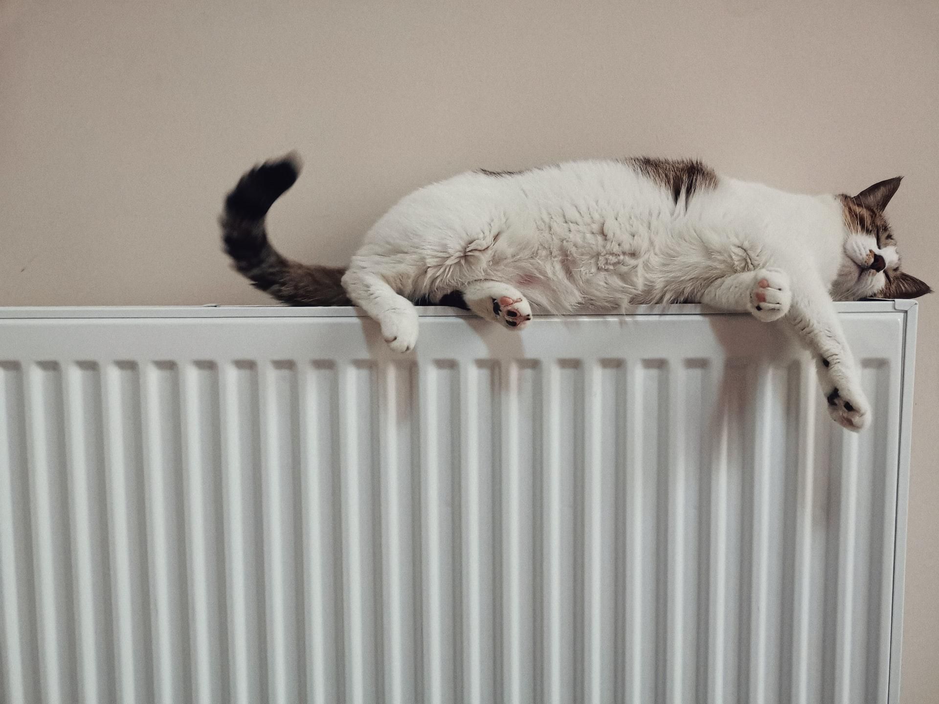 Macska a forró fűtőtesten