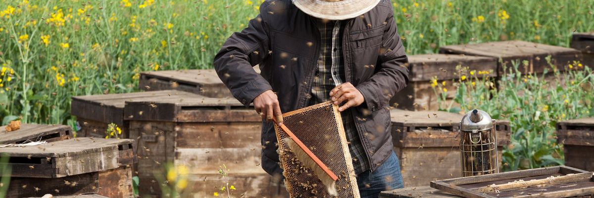 Magyar megoldás a hamisított méz kiszűrésére