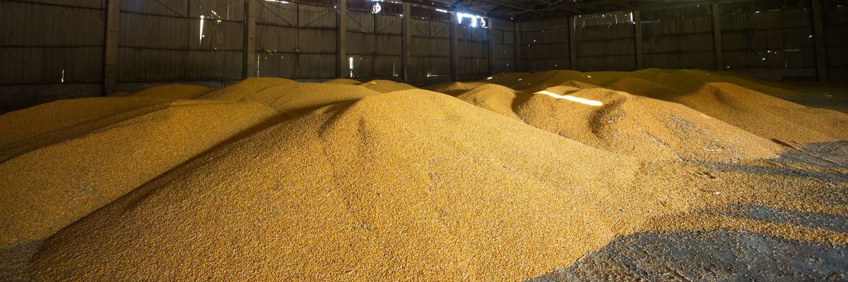 Magyar termelők kerültek nehéz helyzetbe a gabonapiacon