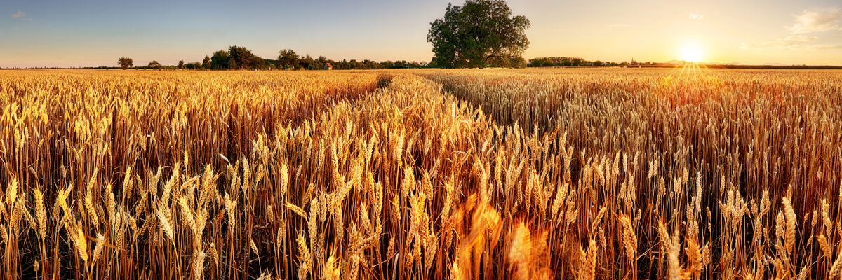 Magyarországon is zajlik az aratás