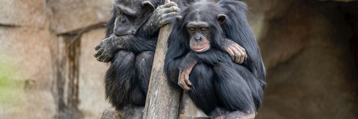Majmok unatkoznak egy fán valószínűleg egy állatkertben 
