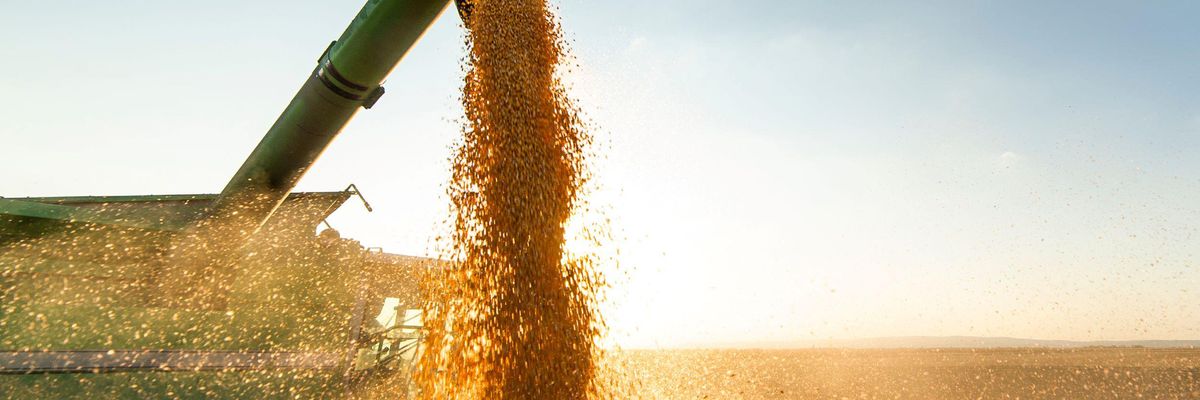 Maradhatnak a magas árak a gabonapiacon