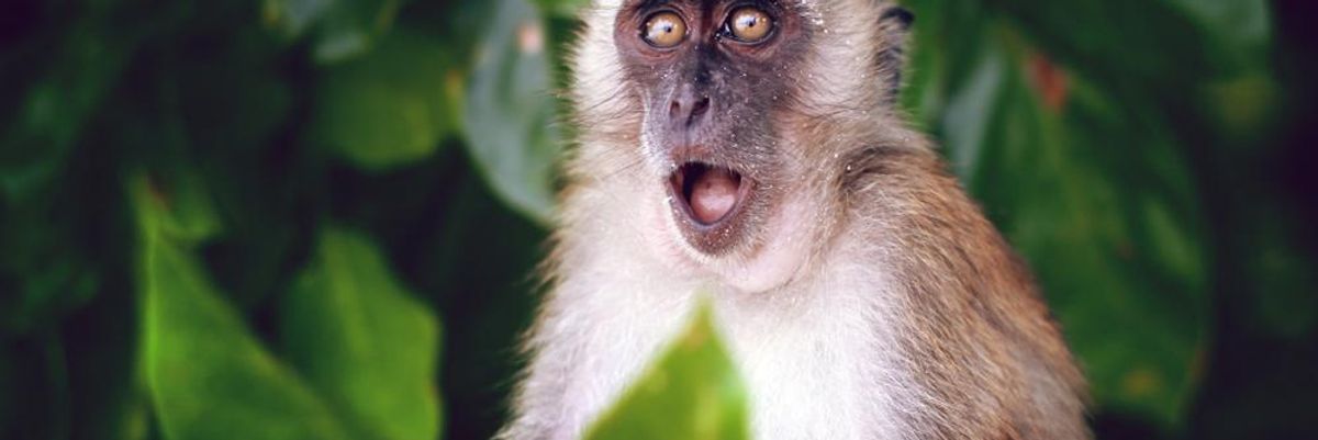Meglepődött majom zöld lombok között