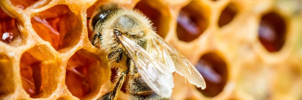 méh, méz, nektár, rovar