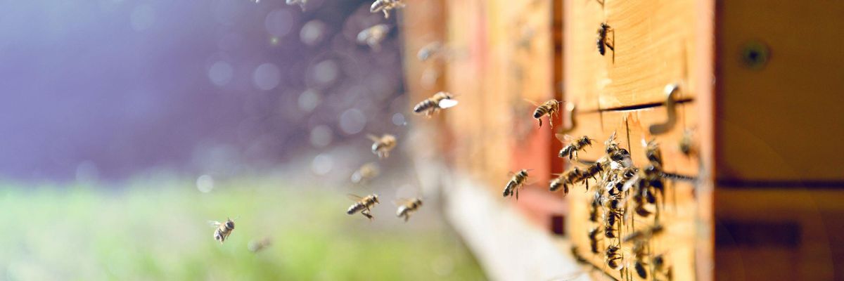Méhek a kaptárnál