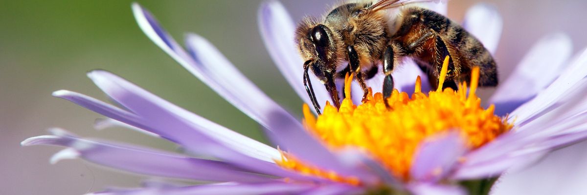 Méhek nélkül nincsen élet