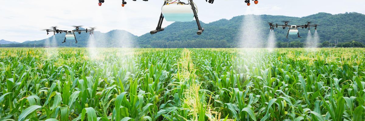 Mezőgazdasági drónok kukoricát permeteznek